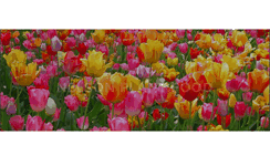 Desktop Screenshot of nelsonplantfood.com